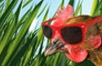 Buy a chicken for Easter